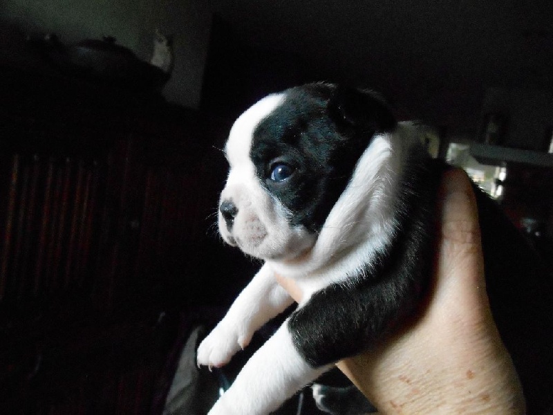 Luna 25 jours 1139g