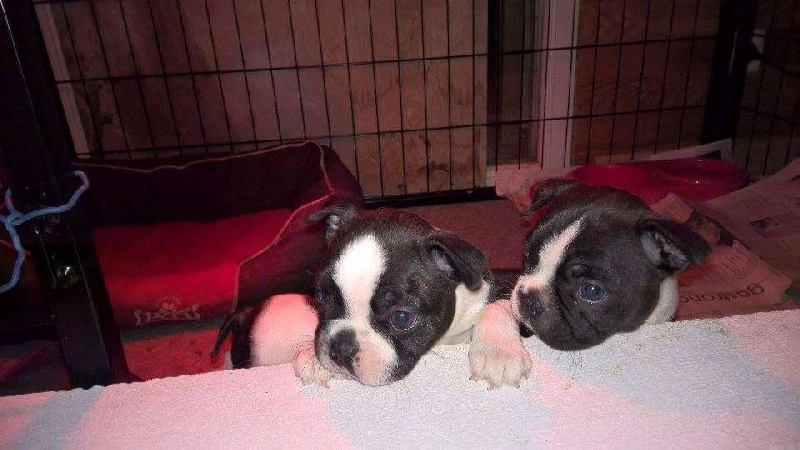 Album chiots portée 07/12/15